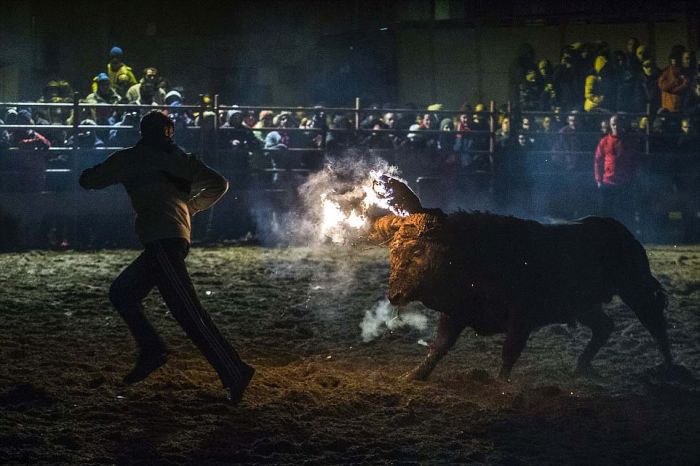 Варварский фестиваль Toro de Jubilo в Испании (22 фото)