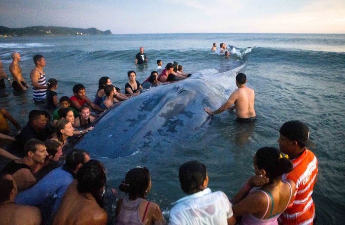 Жители и туристы Никарагуа попытались спасти кита (12 фото)