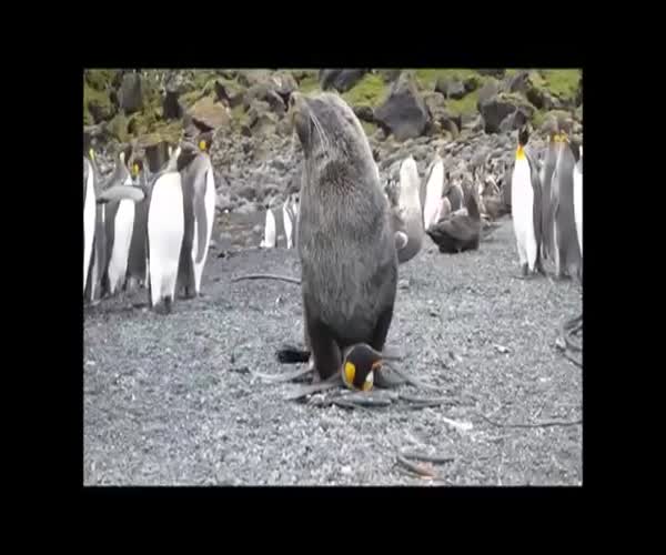 Тюлень изнасиловал пингвина