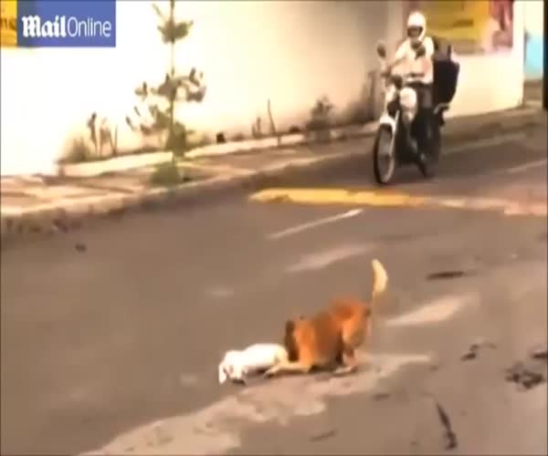Собака пытается помочь другой собаке, которую сбила машина