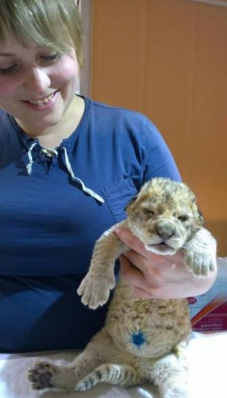 В Иркутске родилась пара львят (6 фото)