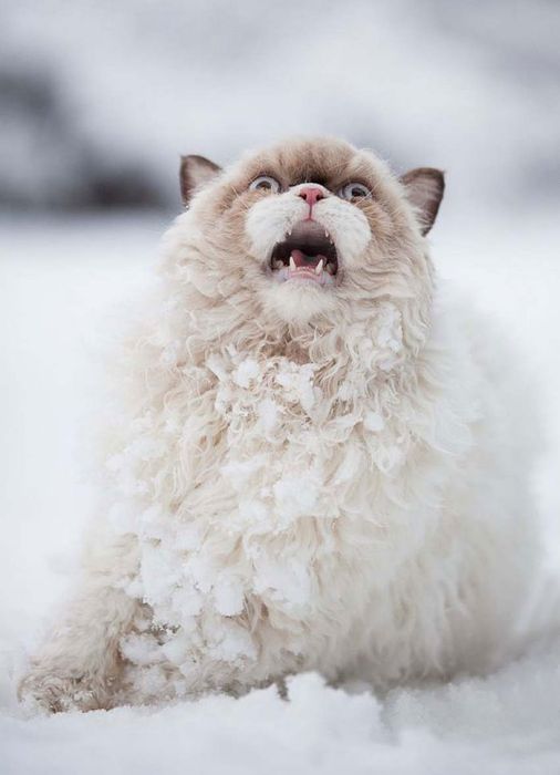 Первый снег в жизни животных (55 фото)