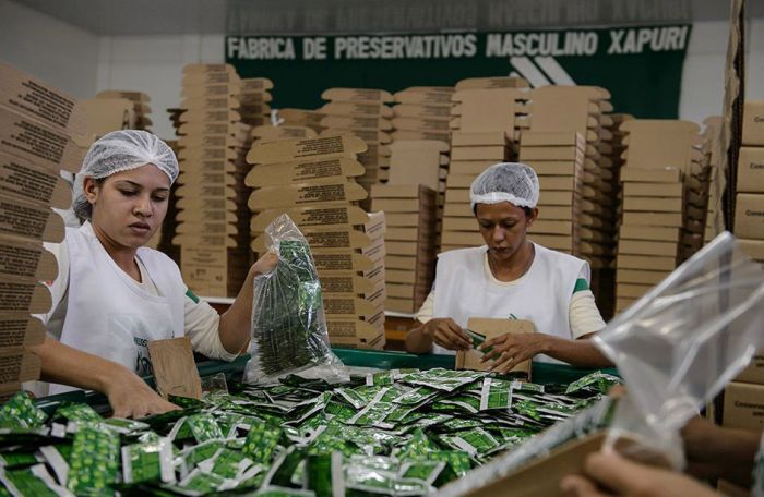 Как делают презервативы в лесах Бразилии (18 фото)