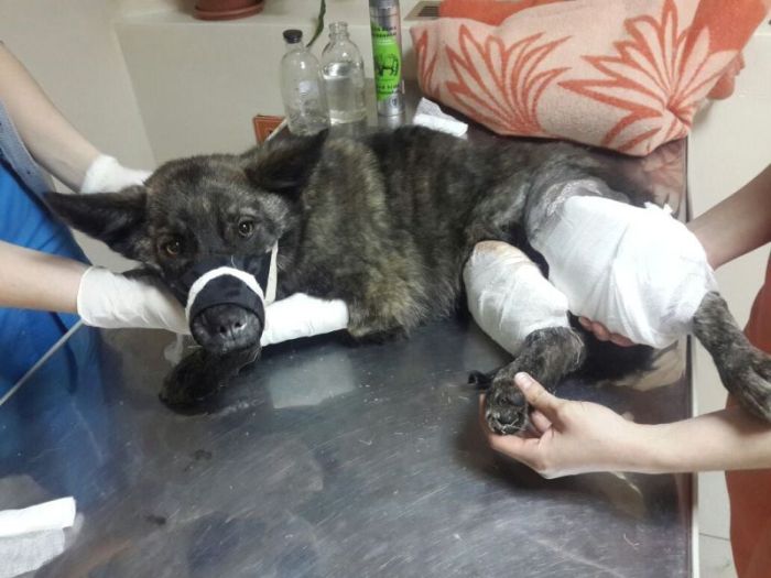 Под Благовещенском спасли собаку с перебитыми задними лапами (5 фото)