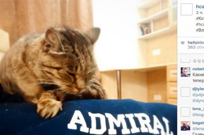 Кошка из аэропорта Владивостока станет талисманом ХК «Адмирал» (7 фото)