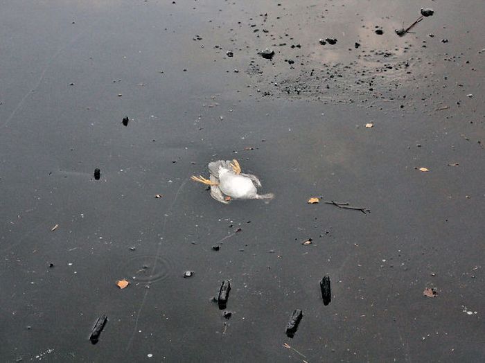 Мужчина залез в ледяную воду ради спасения утки (4 фото)