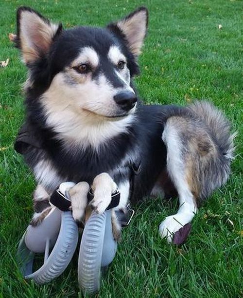 Собака-инвалид получила 3D протезы (7 фото)