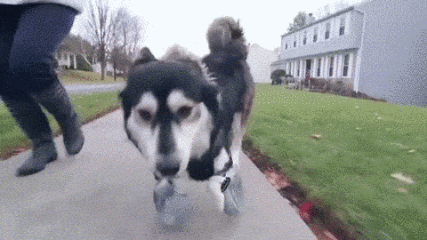 Собака-инвалид получила 3D протезы (7 фото)