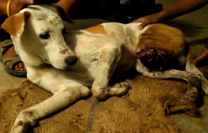 Спасение бездомной собаки в Индии (9 фото)