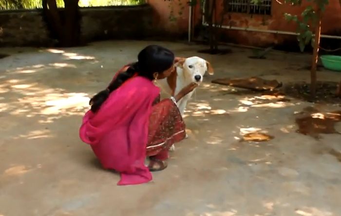 Спасение бездомной собаки в Индии (9 фото)