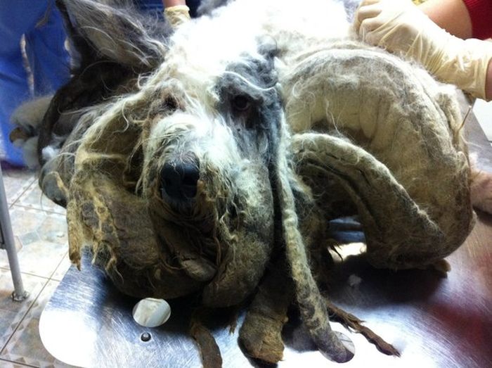 За год собака, запертая в квартире, превратилась в лохматое чудовище (19 фото)