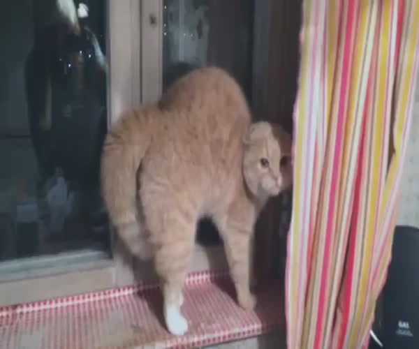 Женщина пугает кошку