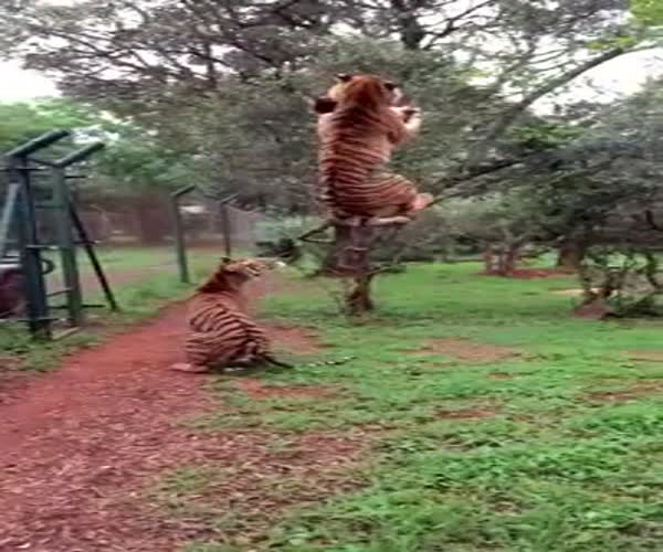 Высокий прыжок тигра