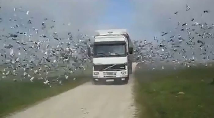 Тысячи птиц вылетают из грузовика