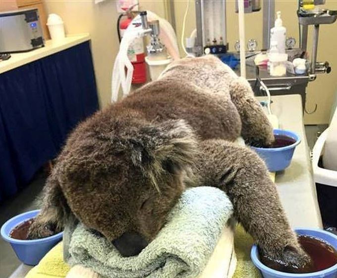 Австралийцы помогают коалам, получившим ожоги (7 фото)