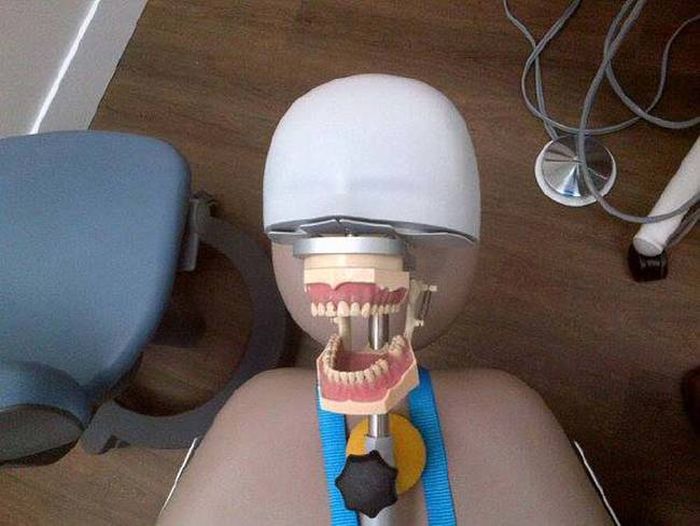 На чем тренируются студенты-стоматологи (14 фото)