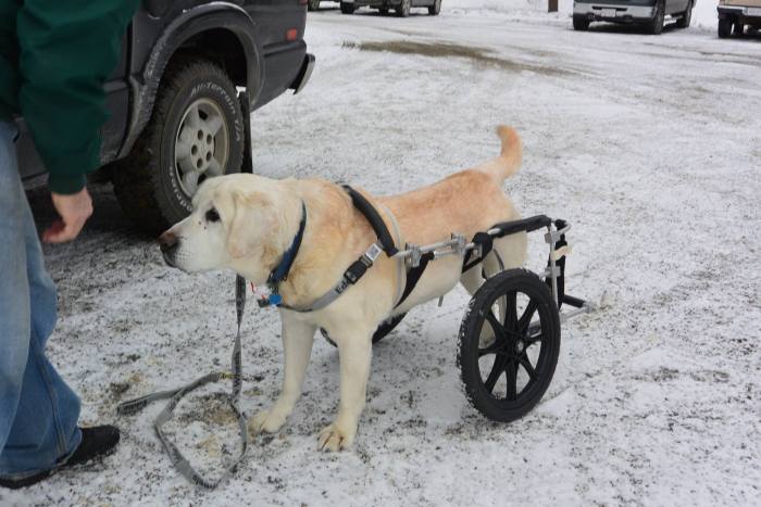 Инвалидные коляски для собак (20 фото)