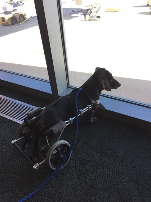 Инвалидные коляски для собак (20 фото)