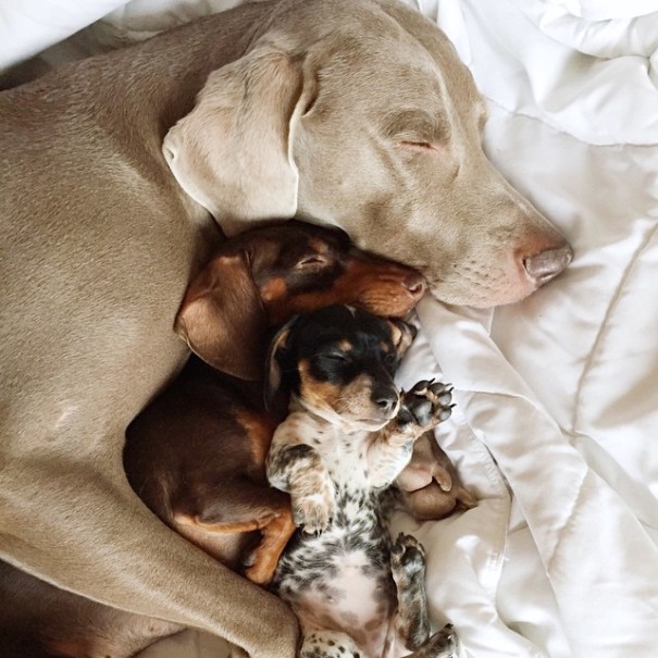 Обаятельный щенок Риз родился в собачьей семье (15 фото)