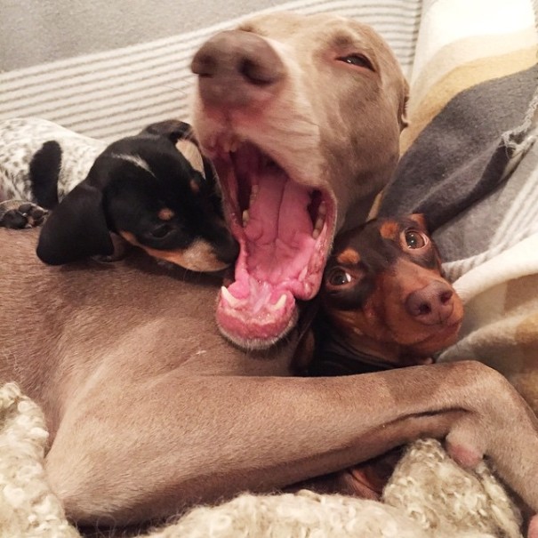 Обаятельный щенок Риз родился в собачьей семье (15 фото)