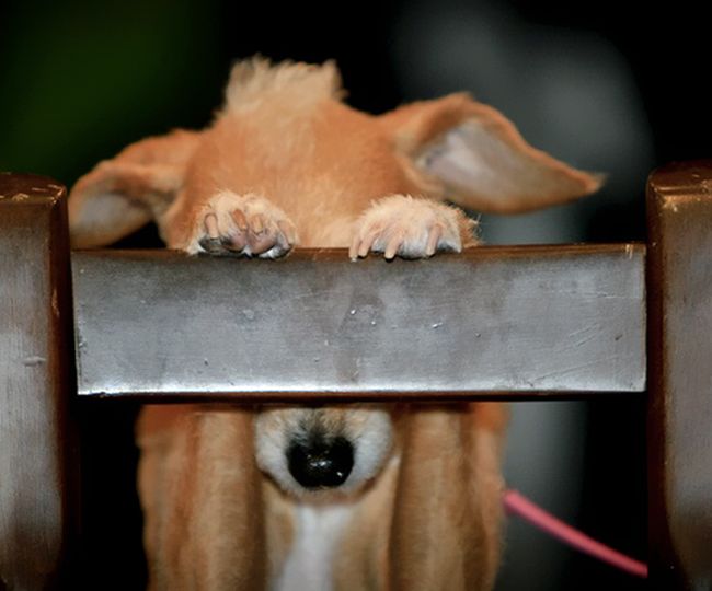 Собаки, которые плохо играют в прятки (25 фото)