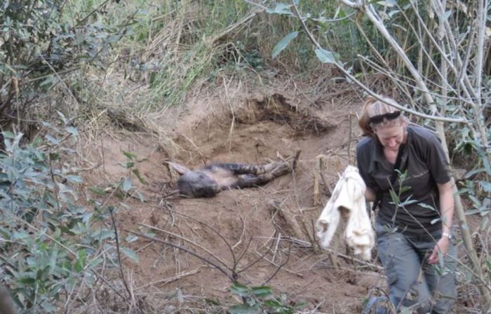 Попавшая в капкан гиена сумела родить щенят (8 фото)
