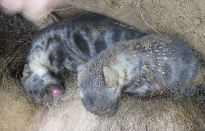 Попавшая в капкан гиена сумела родить щенят (8 фото)
