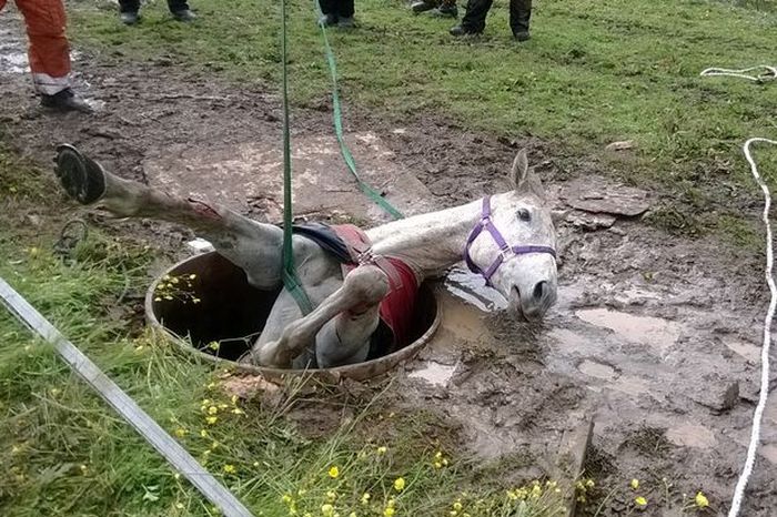 Спасение лошади по кличке Фокси (5 фото)