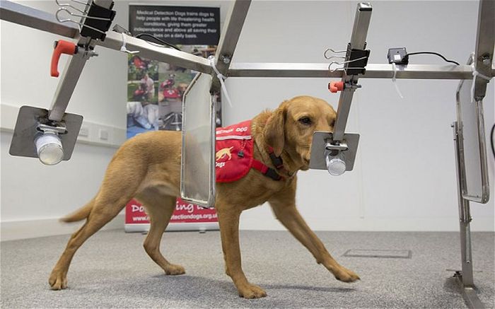 Собака, способная диагностировать рак у людей, получила медаль (6 фото)