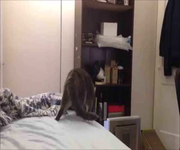 Сумасшедший кот