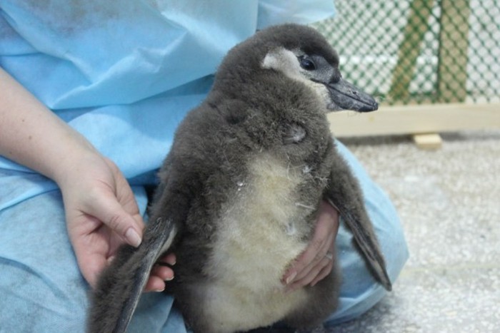 В Красноярске растет пингвиненок по кличке Чуди (12 фото + 2 видео)