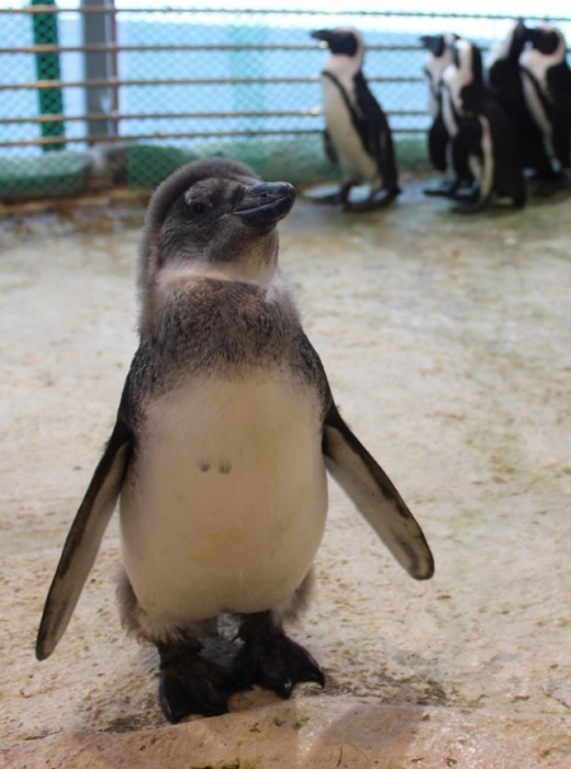 В Красноярске растет пингвиненок по кличке Чуди (12 фото + 2 видео)