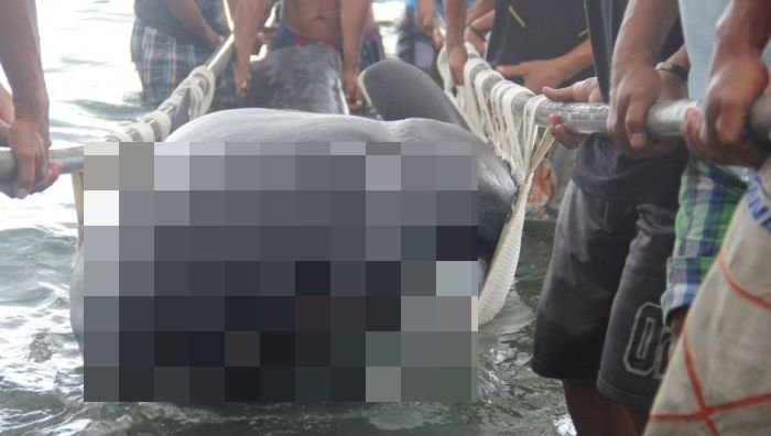 Филиппинские рыбаки выловили редкую пелагическую большеротую акулу (4 фото)