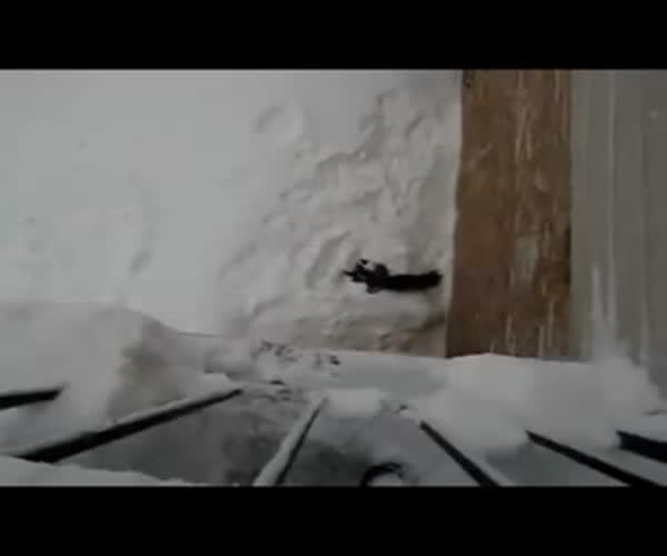 Кот «нырнул» в снег