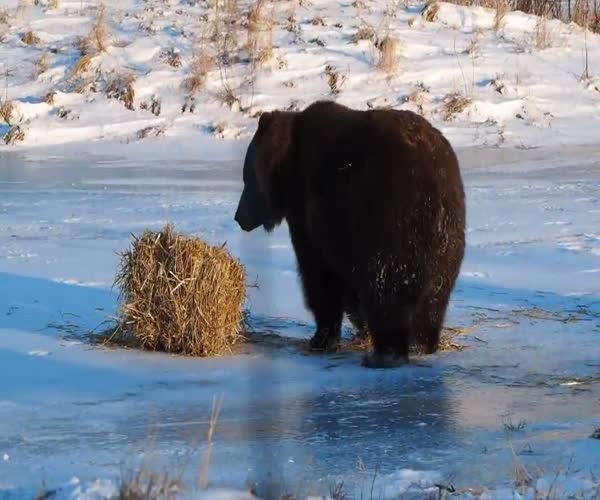 Медведь играет с соломой