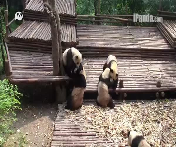Игры детенышей панды