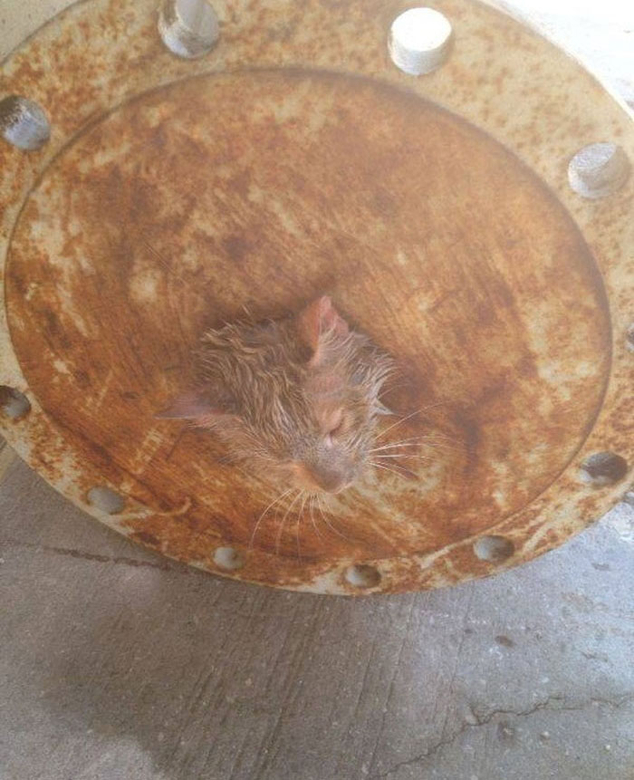 Спасение кошки, застрявшей в трубе (10 фото)