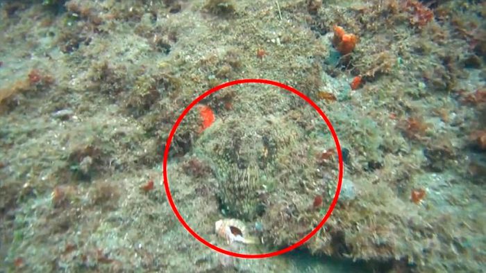 Дайвер случайно вынудил осьминога покинуть свое убежище (5 фото + видео)