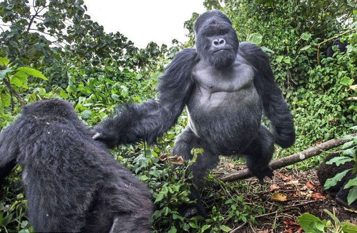 В момент съемки горилла атаковала фотографа (8 фото)