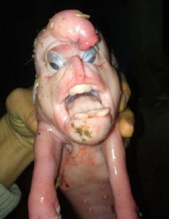 В Китае вскоре после рождения умер поросенок-мутант с «человеческим лицом» (4 фото)