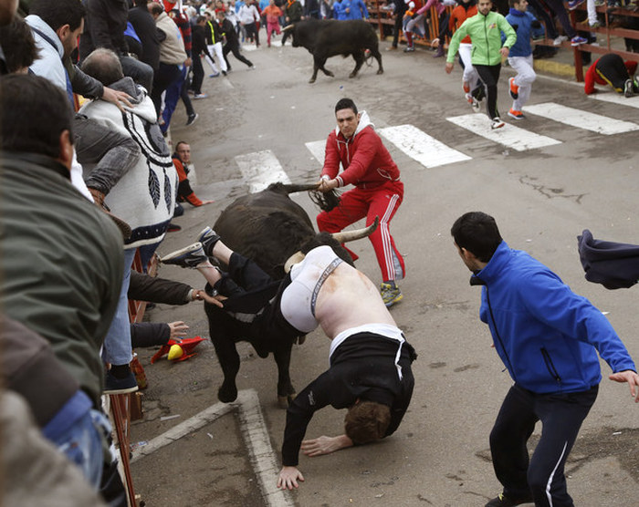 Неудачное участие в забеге быков (5 фото)
