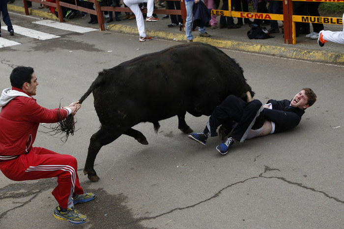 Неудачное участие в забеге быков (5 фото)