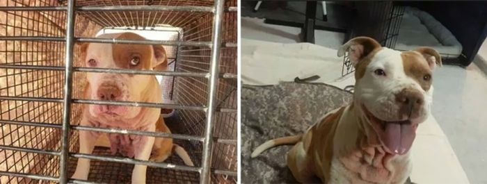 Животные в приюте и в семье: фото до и после (16 фото)