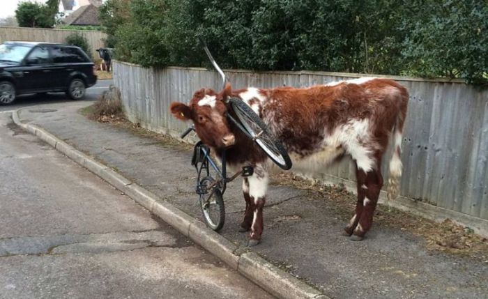 Корова ходила по улице с велосипедом на шее (2 фото)