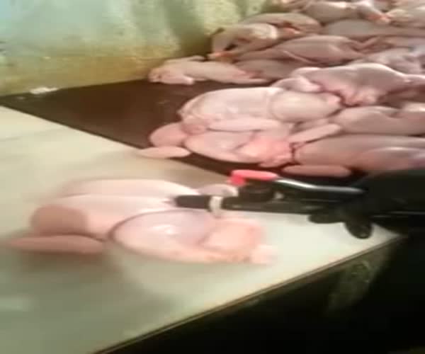 Как накачивают кур