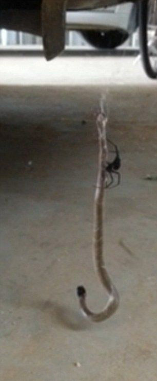 Смертельная схватка красноспинного паука и восточной коричневой змеи (3 фото + видео)