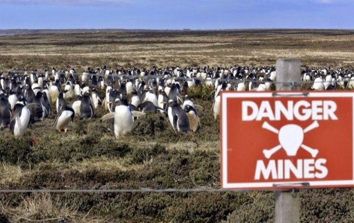 Как заминированное побережье Фолклендских островов стало домом для миллиона пингвинов (4 фото)