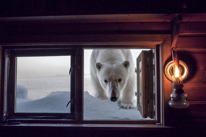 Изумительные фотографии дикой природы от Пола Никлена (33 фото)
