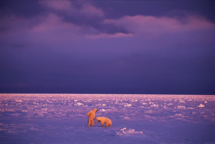 Изумительные фотографии дикой природы от Пола Никлена (33 фото)