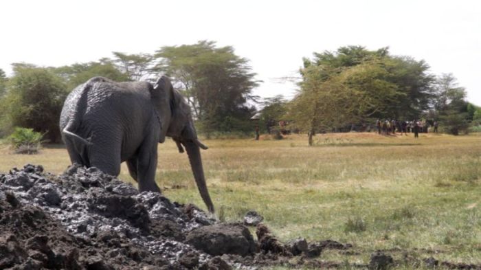 В Кении экскаватор спас слона, угодившего в навозную яму (6 фото + видео)